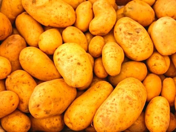 pile of new potatoes